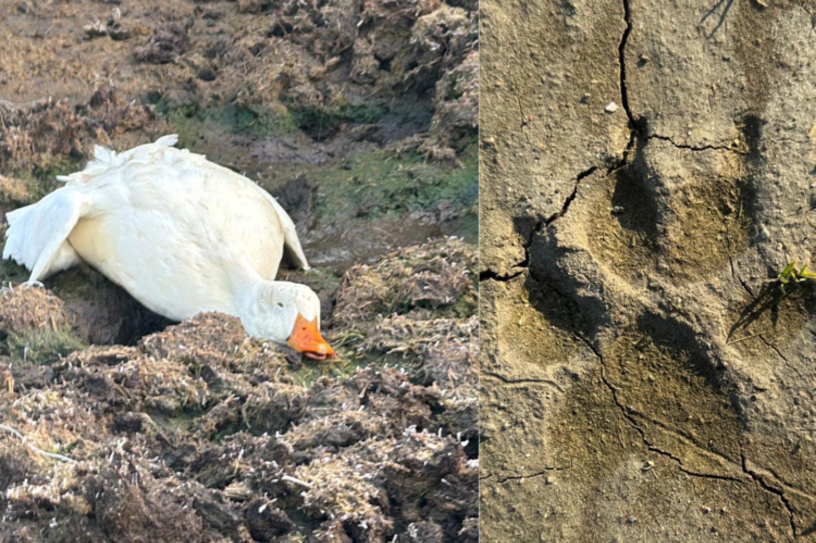 Attacco dei lupi, sbranati 20 animali