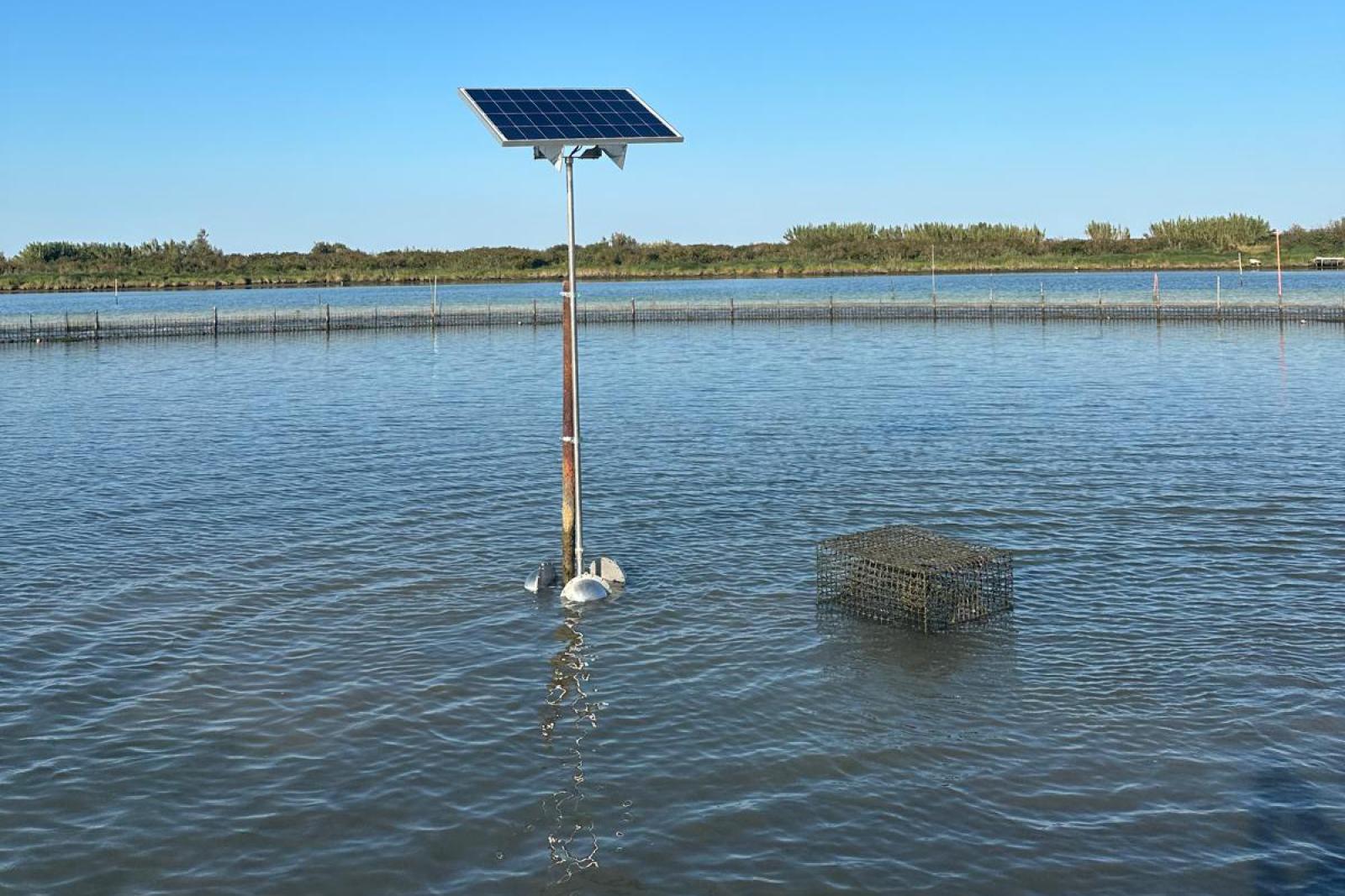 Una "trappola sonora" per scacciare il granchio blu