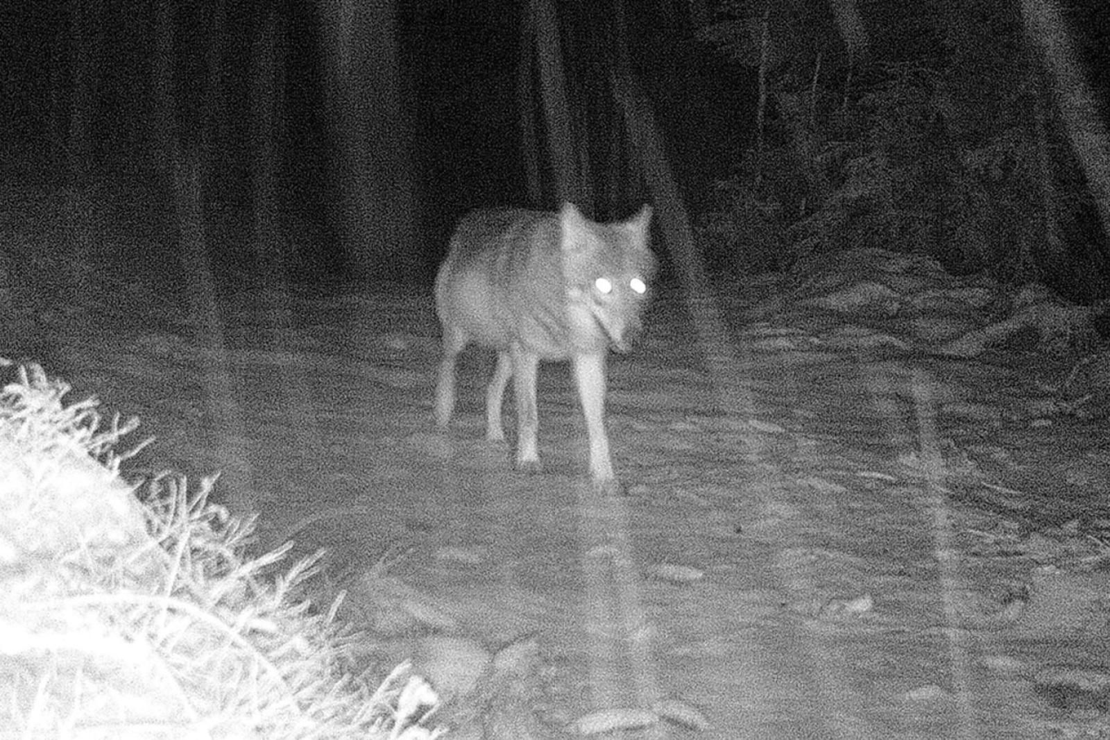 Allarme in paese, lupo a pochi metri dalle case