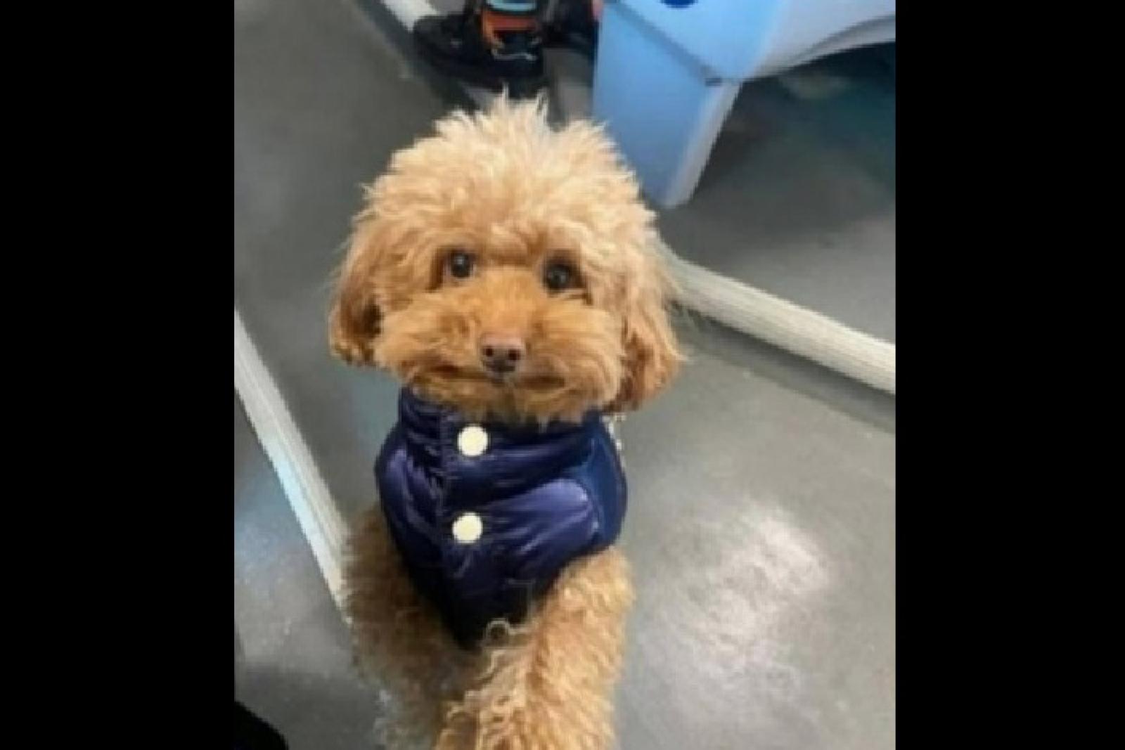 Il mistero di Burro: il barboncino toy che ha commosso Venezia e il web