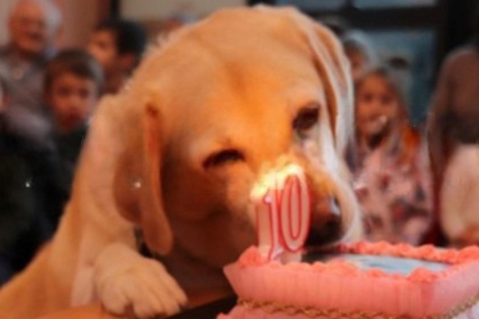Addio Penny. Hai aiutato centinaia di anziani