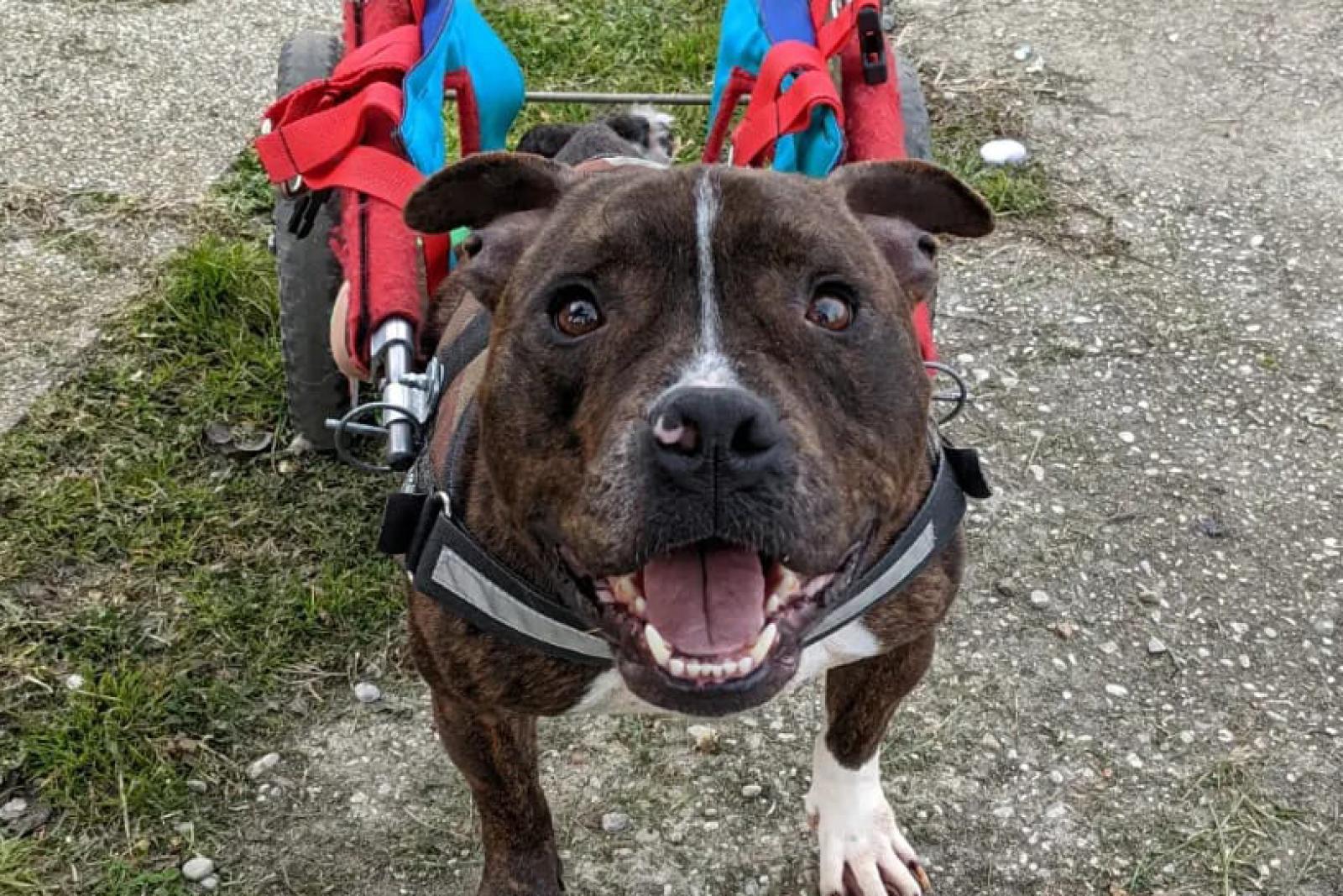 La rinascita di Dado: un amstaff abbandonato che trova speranza e amore