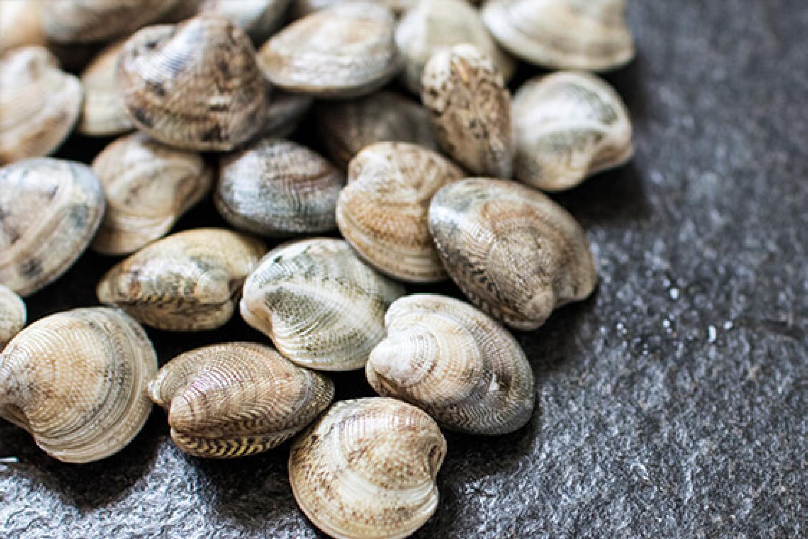 Moria di vongole, &egrave; colpa di un'alga