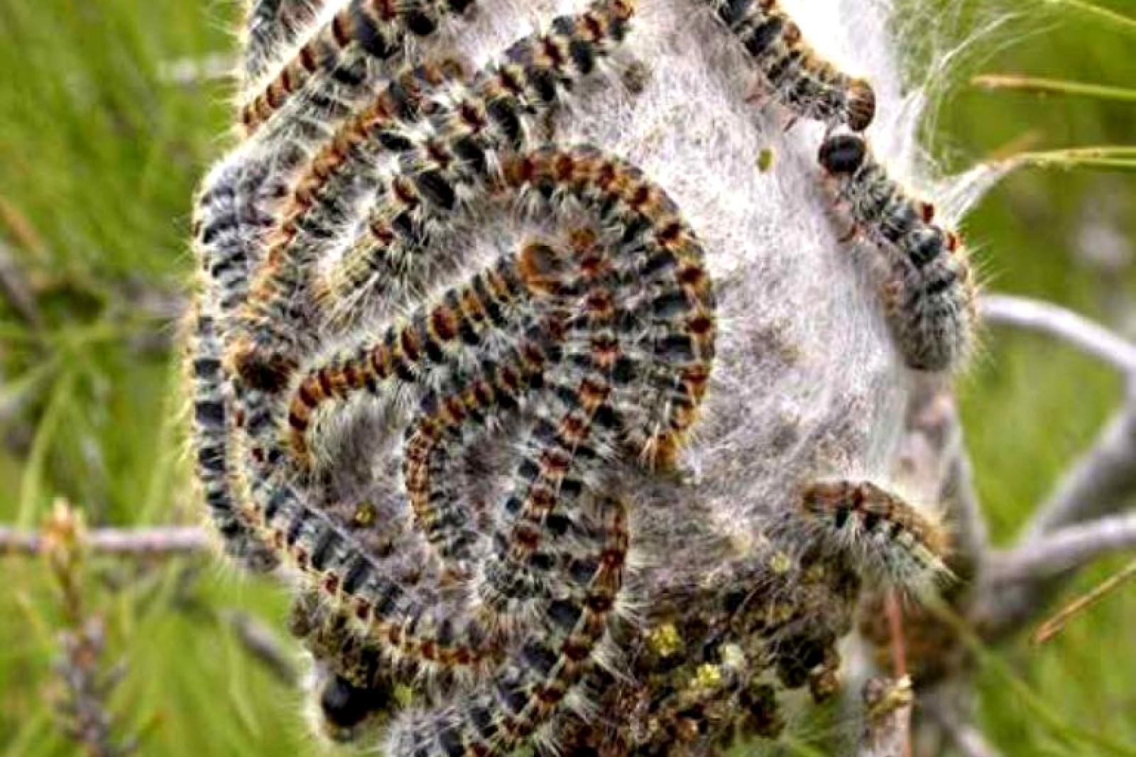 E' gi&agrave; allarme processionaria