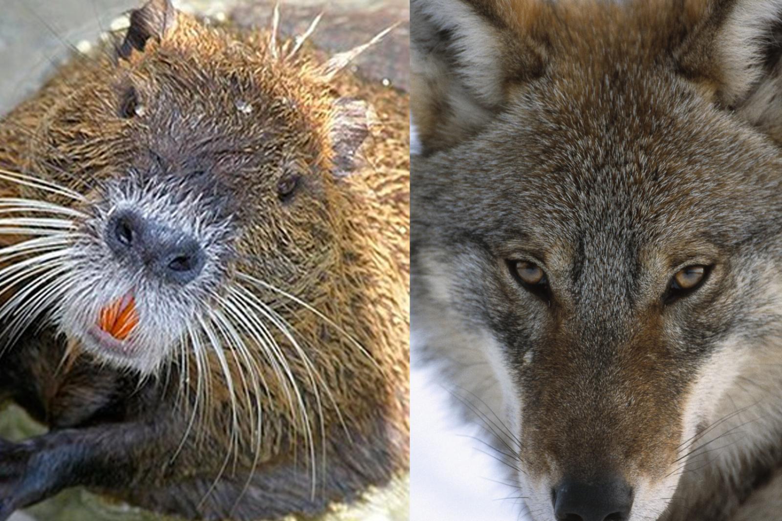 &ldquo;Lupi e nutrie, nemici da contrastare"