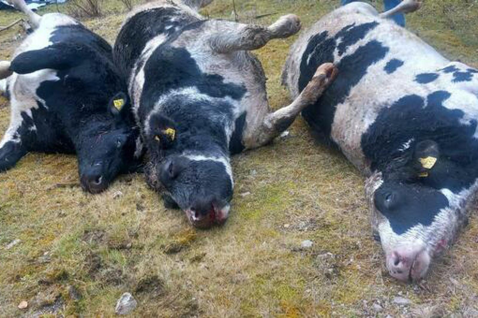 Lupi in Friuli Venezia Giulia: una convivenza difficile tra natura e agricoltura