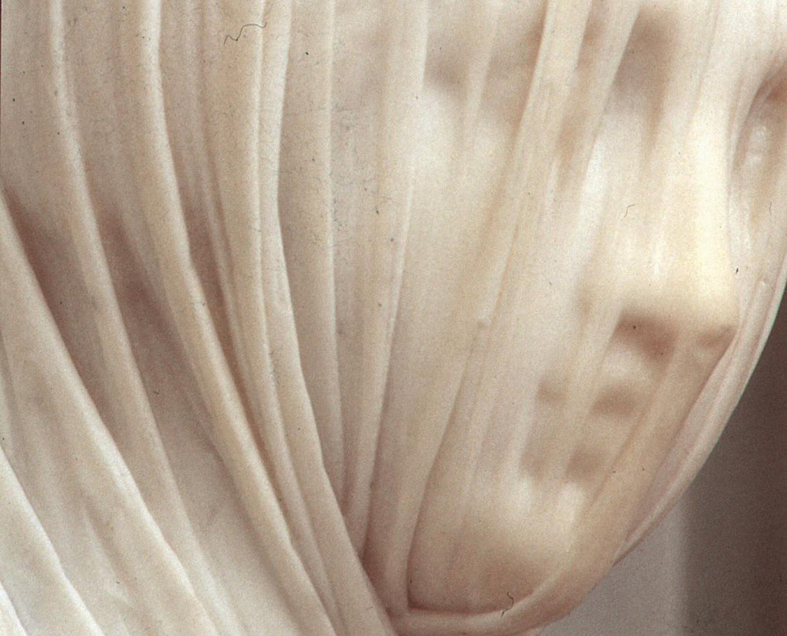 La presunzione del sapere