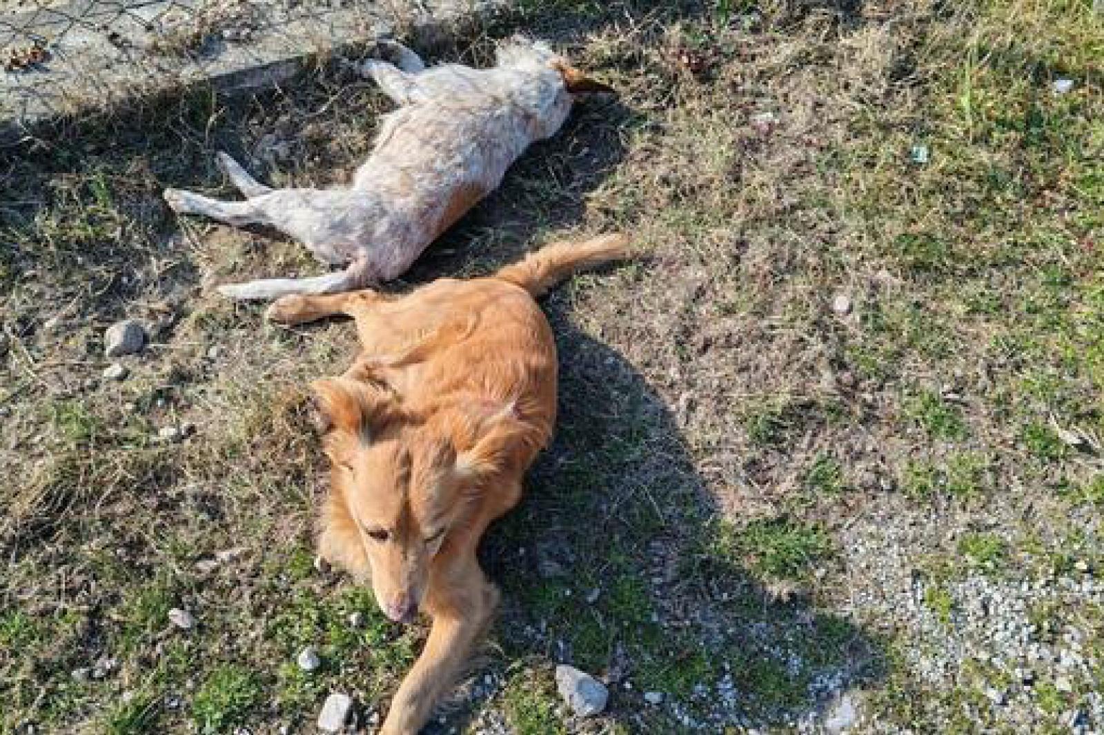 Una storia di fedelt&agrave; e indifferenza: il dramma di due cani a Sacile