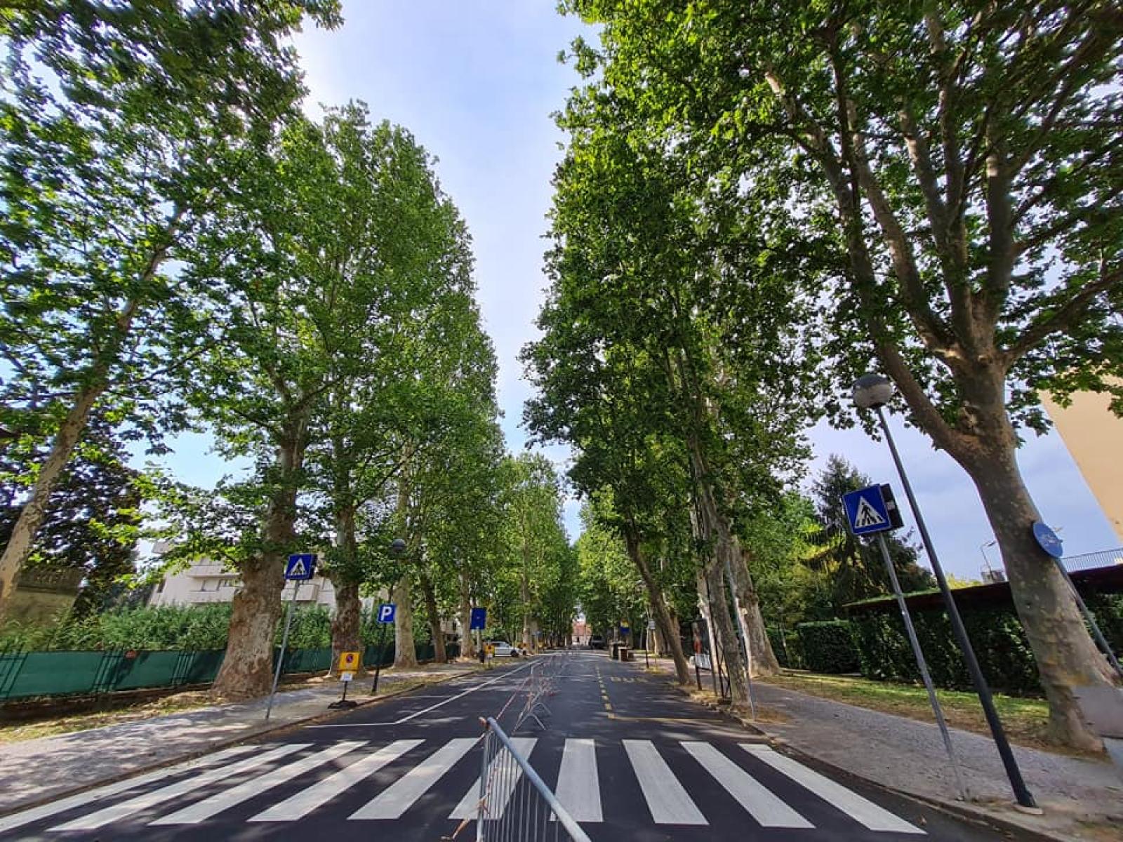 Da luned&igrave; le potature dei platani secolari