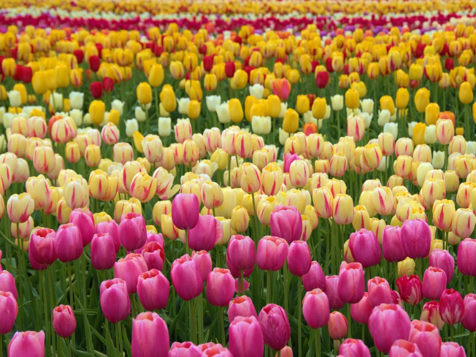 Arriva la primavera con Bologna in Fiore