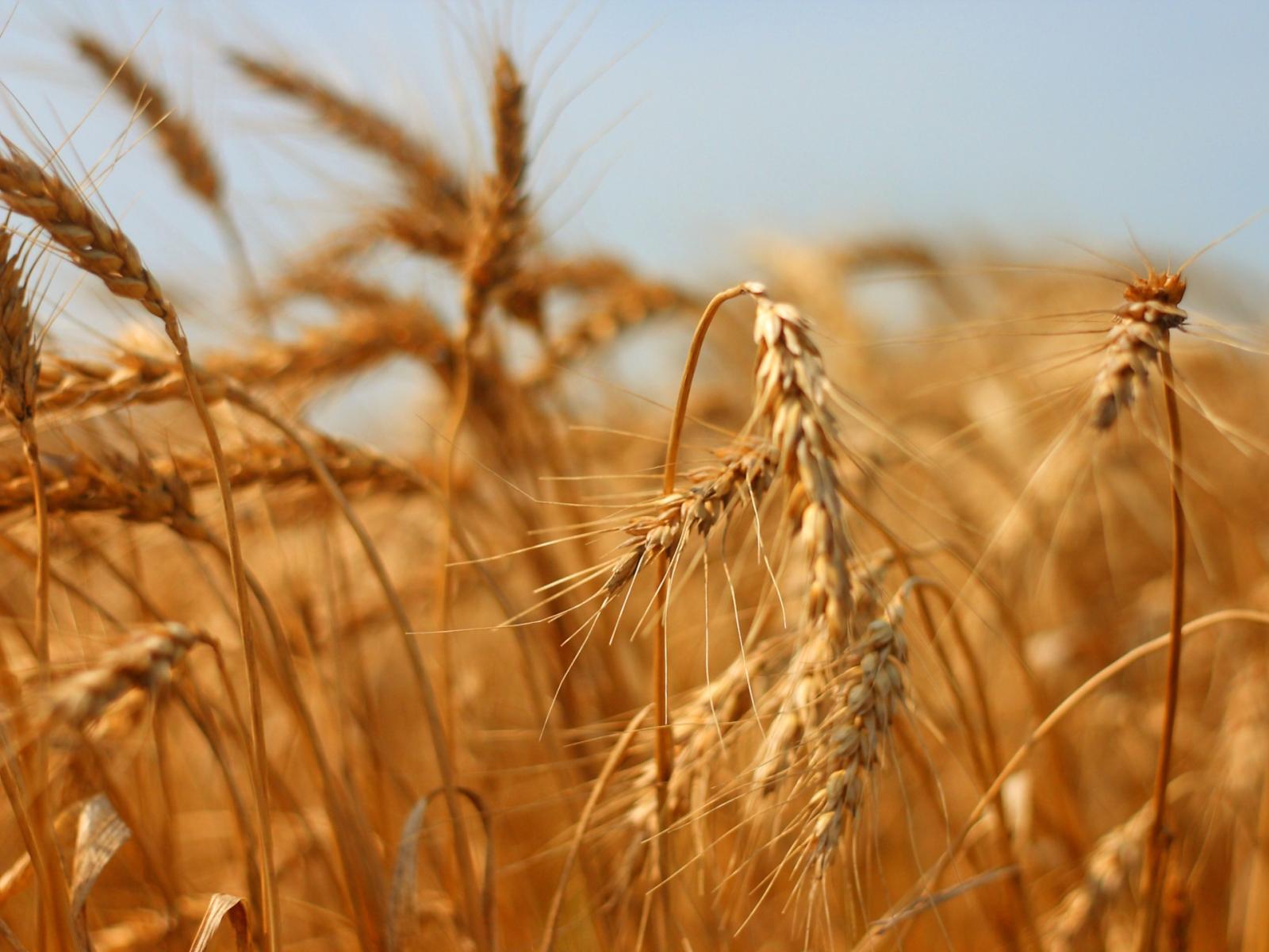 Tutti in marcia per dire no ai pesticidi: la mobilitazione