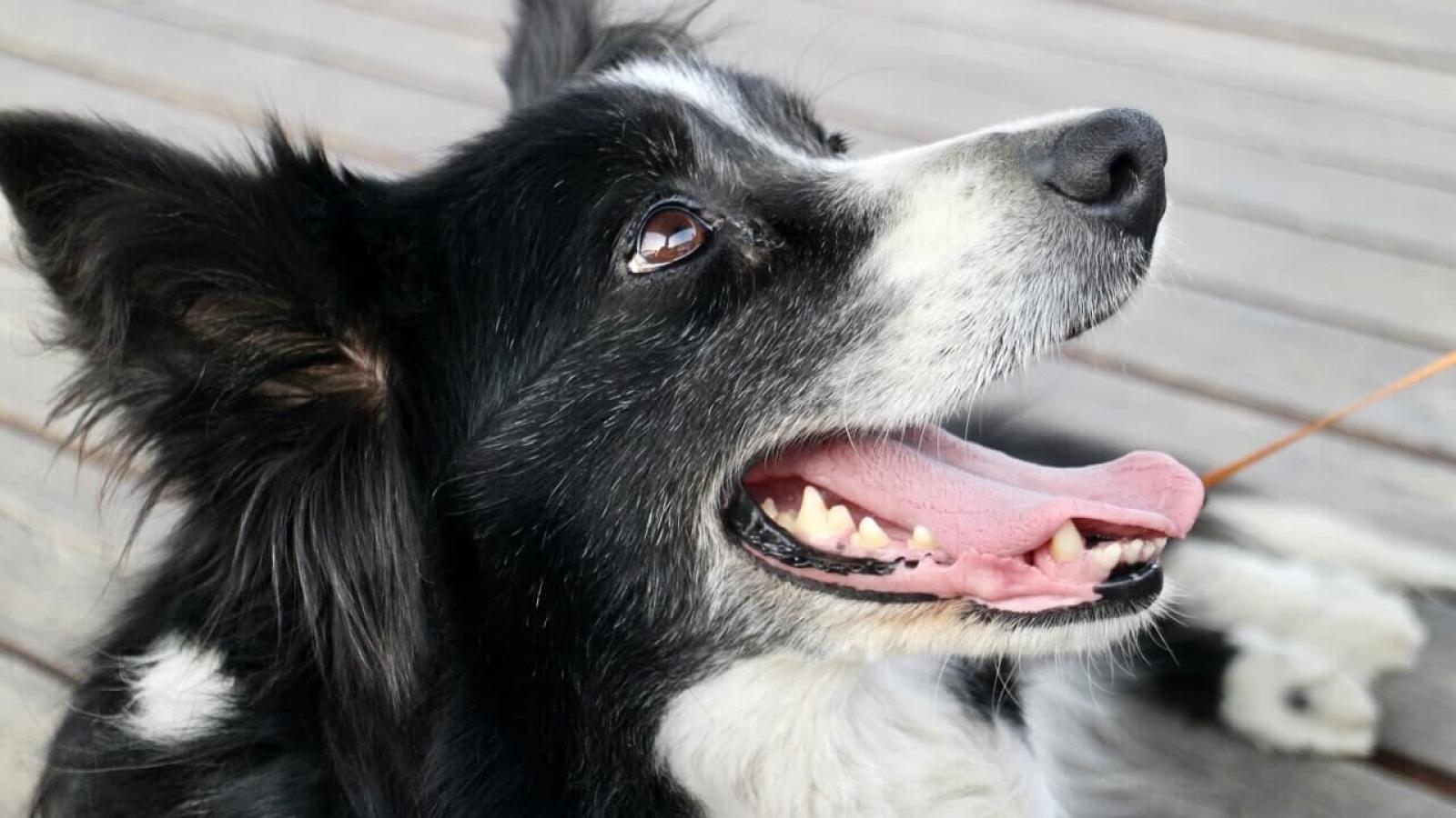 Violenza a Malborghetto: Cane Ferito da un Colpo di Carabina, Comunit&agrave; Sconvolta