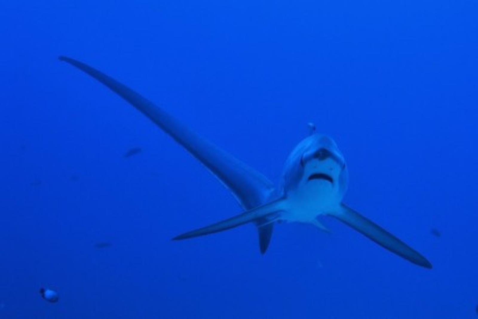 Squalo volpe da record: la sfida epica al largo di Porto Levante