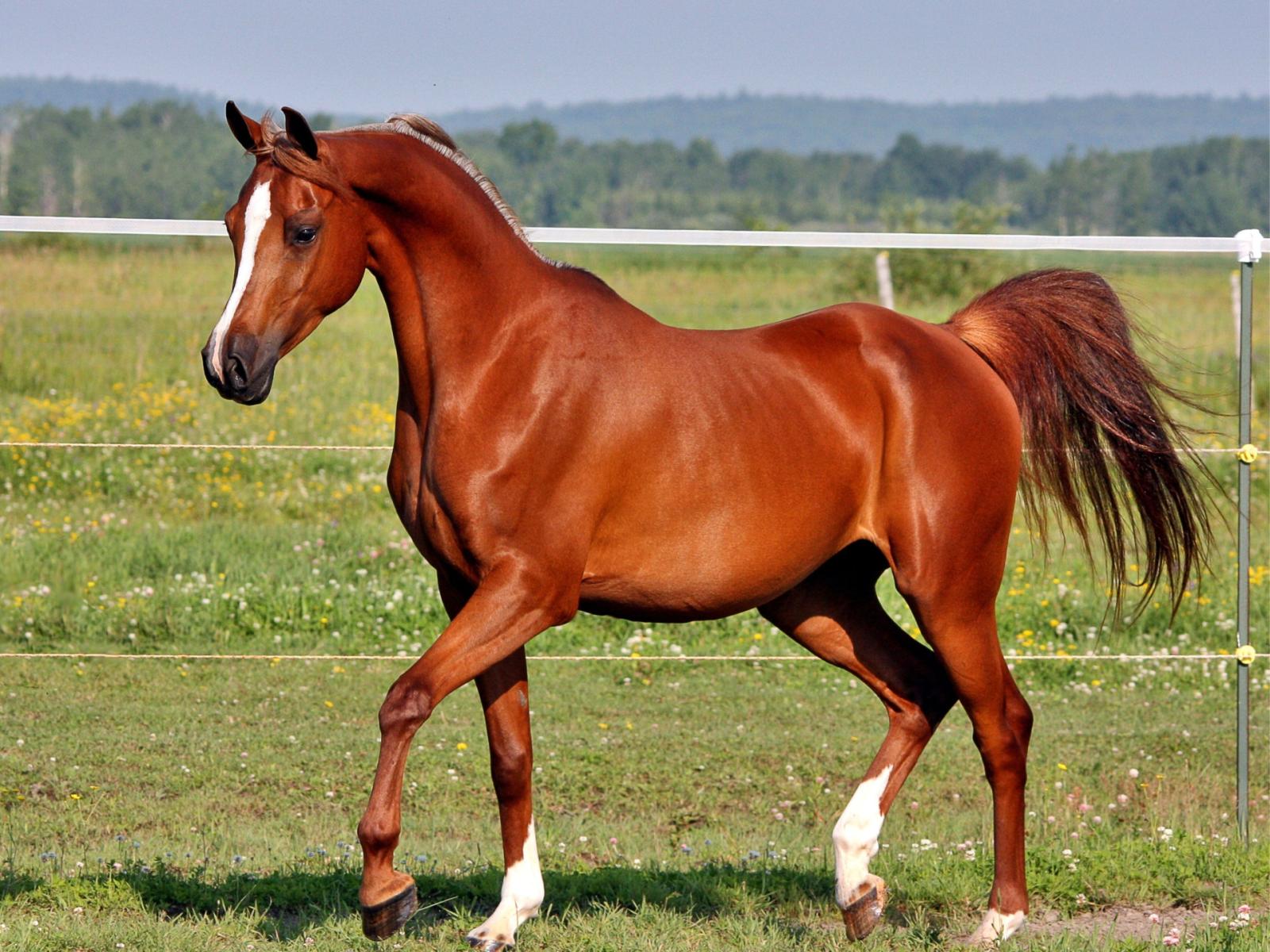 Collaborazioni e iniziative per valorizzare il ruolo storico e terapeutico del cavallo in Regione