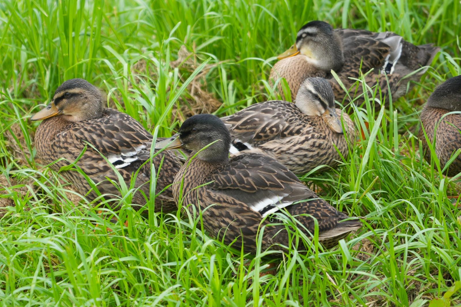 "Rubate tutte le papere dell'Adigetto"