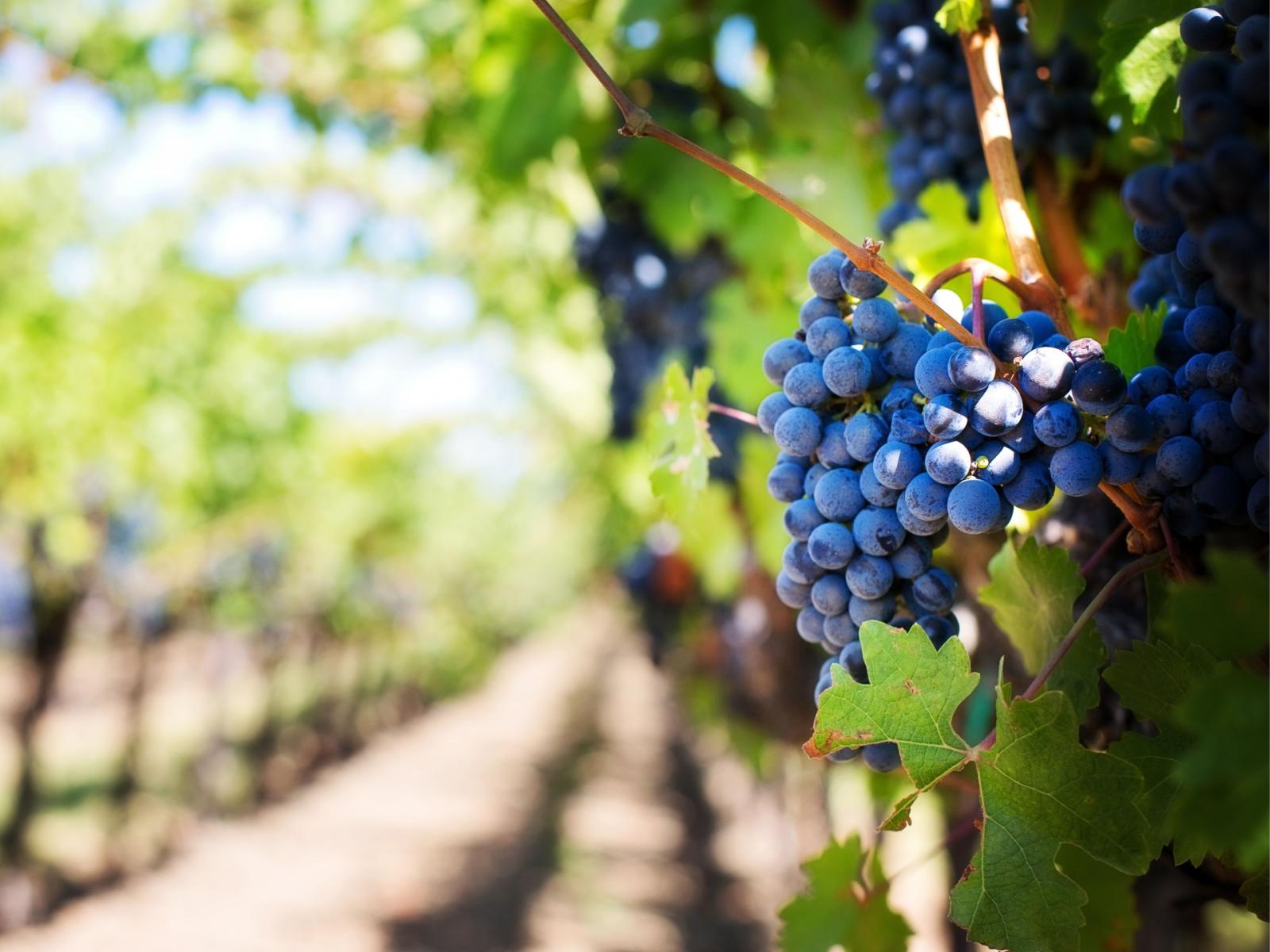 Il vino italiano sbaraglia la concorrenza