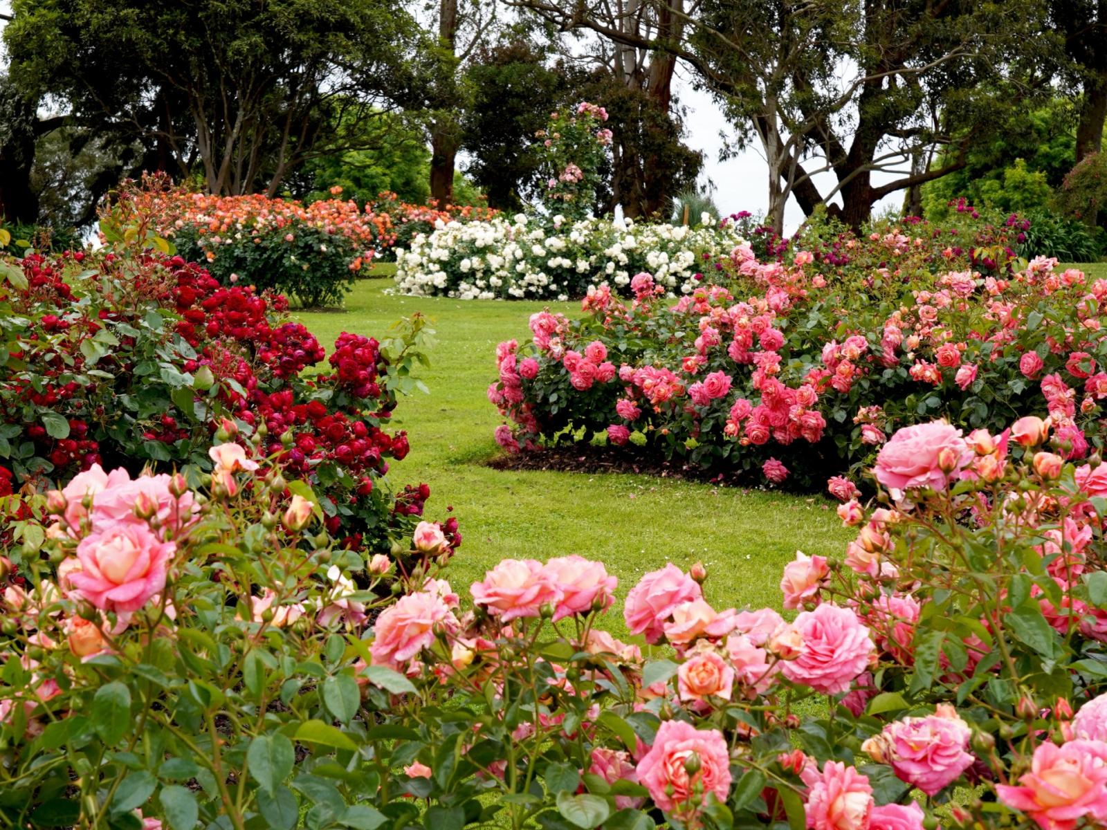 Un viaggio tra le rose: i giardini segreti dell'Emilia-Romagna