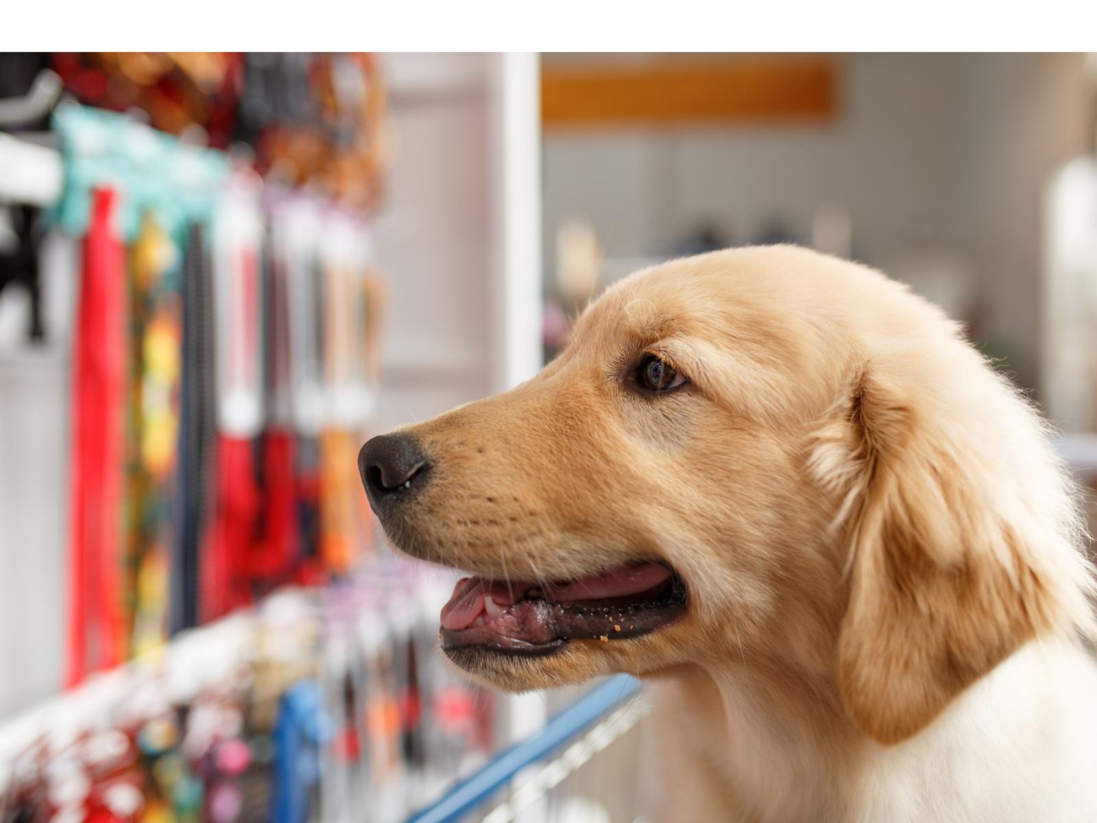 Il boom del mercato degli animali da compagnia: un settore in crescita in Veneto e oltre