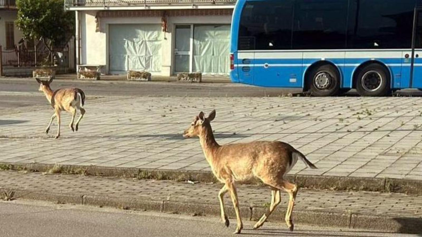 Daini in citt&agrave;: un'emergenza da affrontare nel Basso Ferrarese