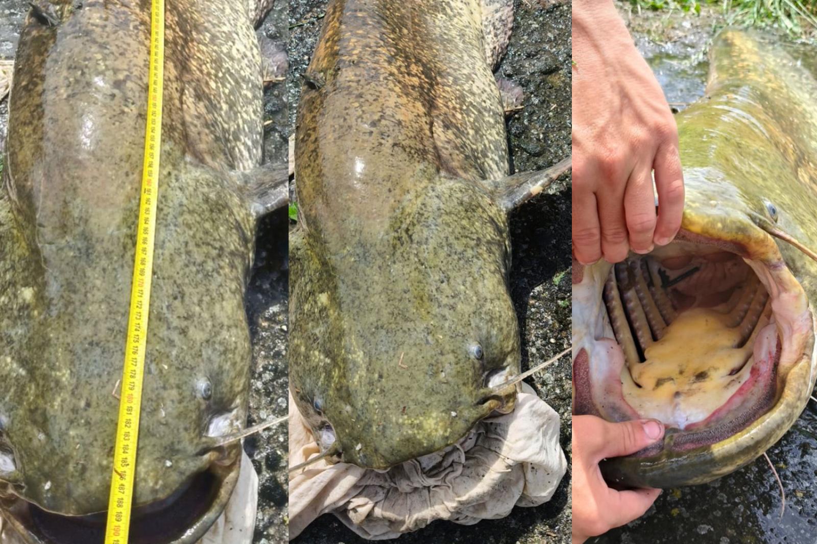 Ecco il "mostro" dell'Adigetto