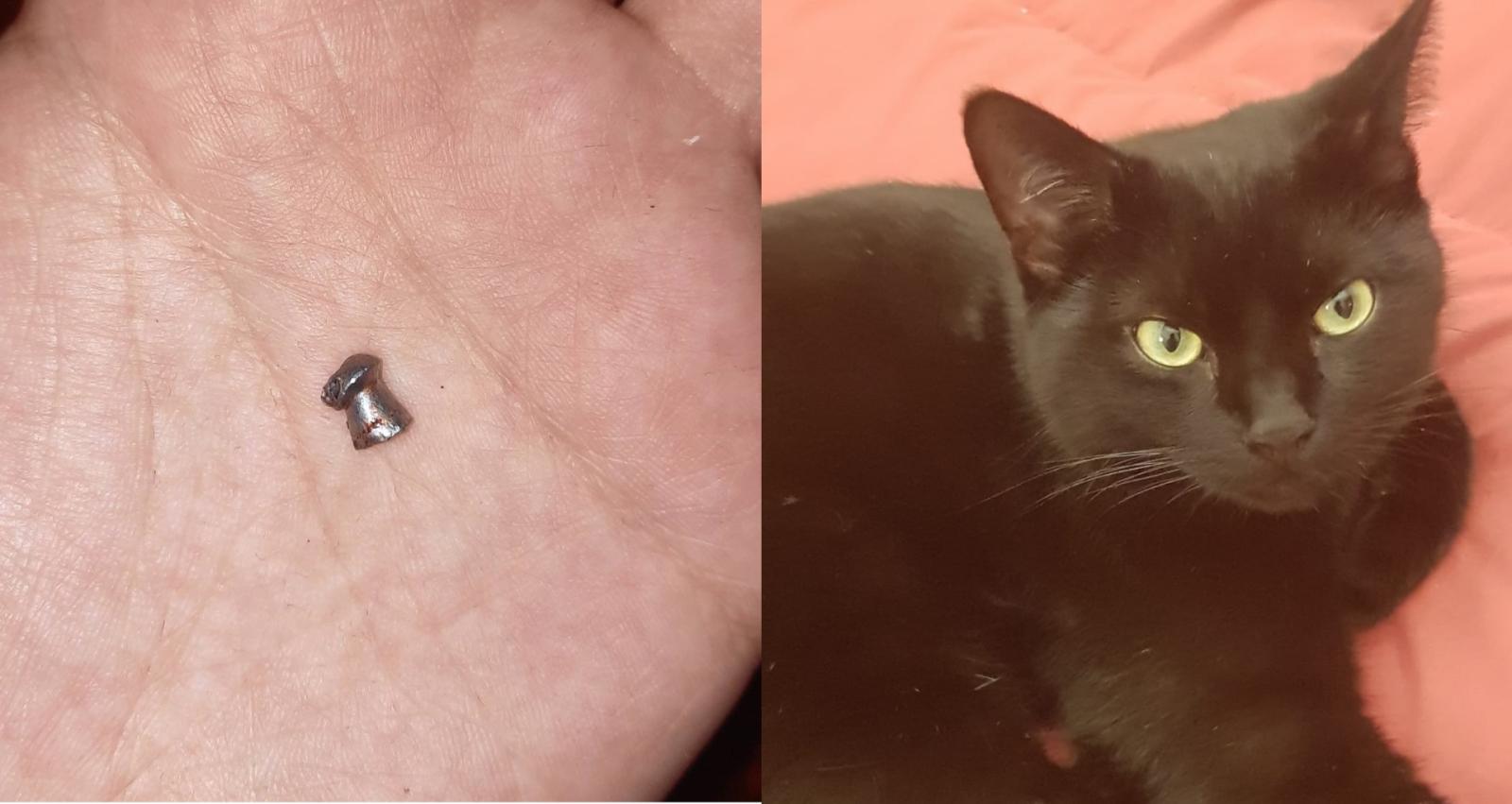 Sparano al micio da vicino: "Vergognatevi"