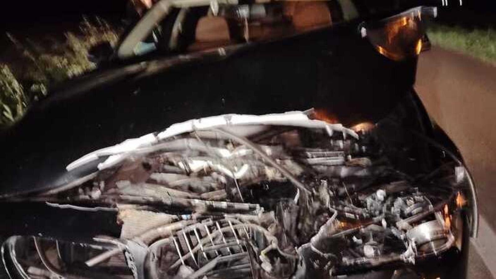 Daini e caprioli: un'emergenza stradale nel ferrarese