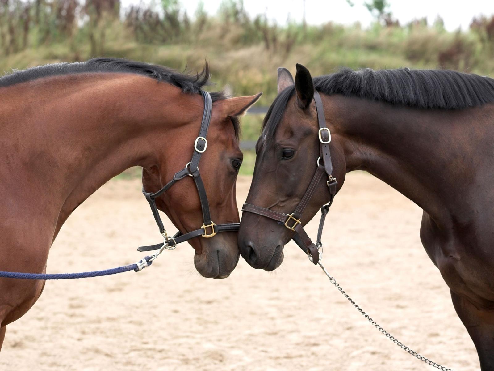 Cavalli: da animali da lavoro a compagni d'affezione? Un dibattito in Italia