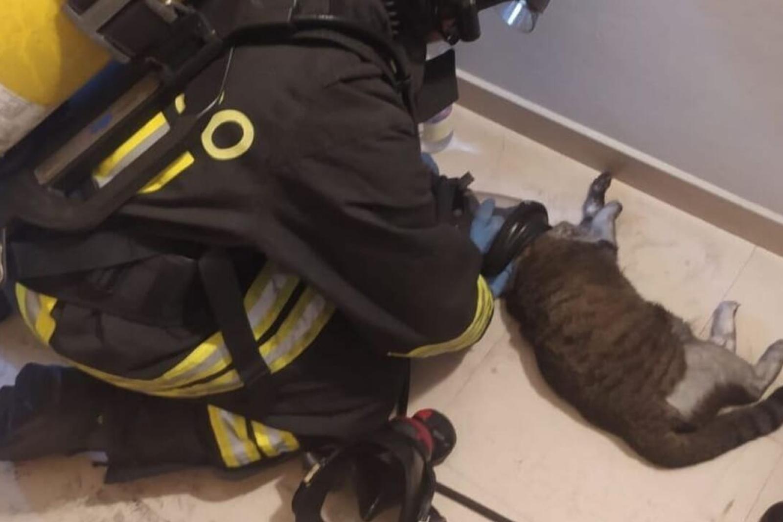 Un salvataggio eroico: i vigili del fuoco di Verona rianimano un gatto intossicato in un incendio