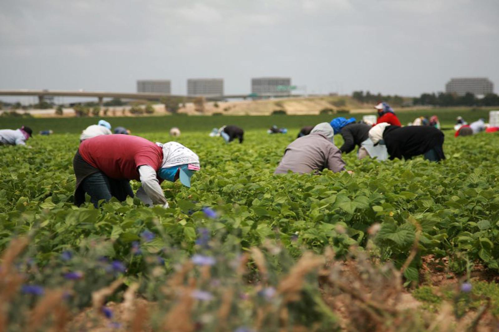 Nei campi, solo braccianti clandestini non in regola