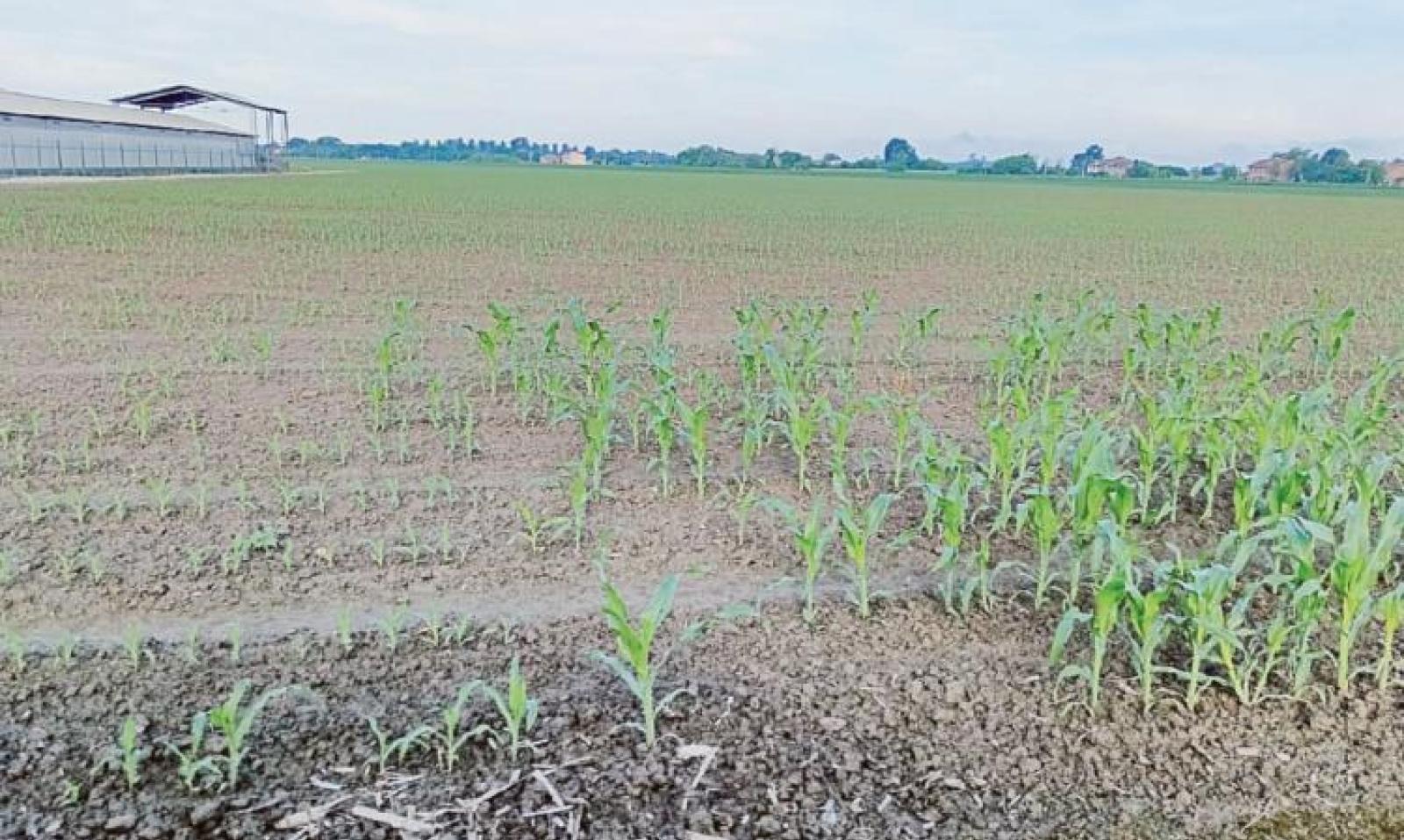 Il bruco tagliatore si mangia il mais