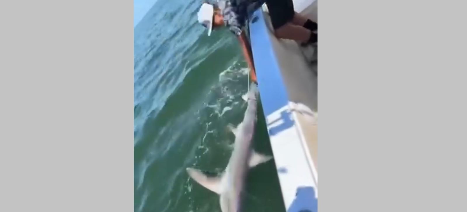 Uno squalo di oltre 4 metri al largo del Polesine