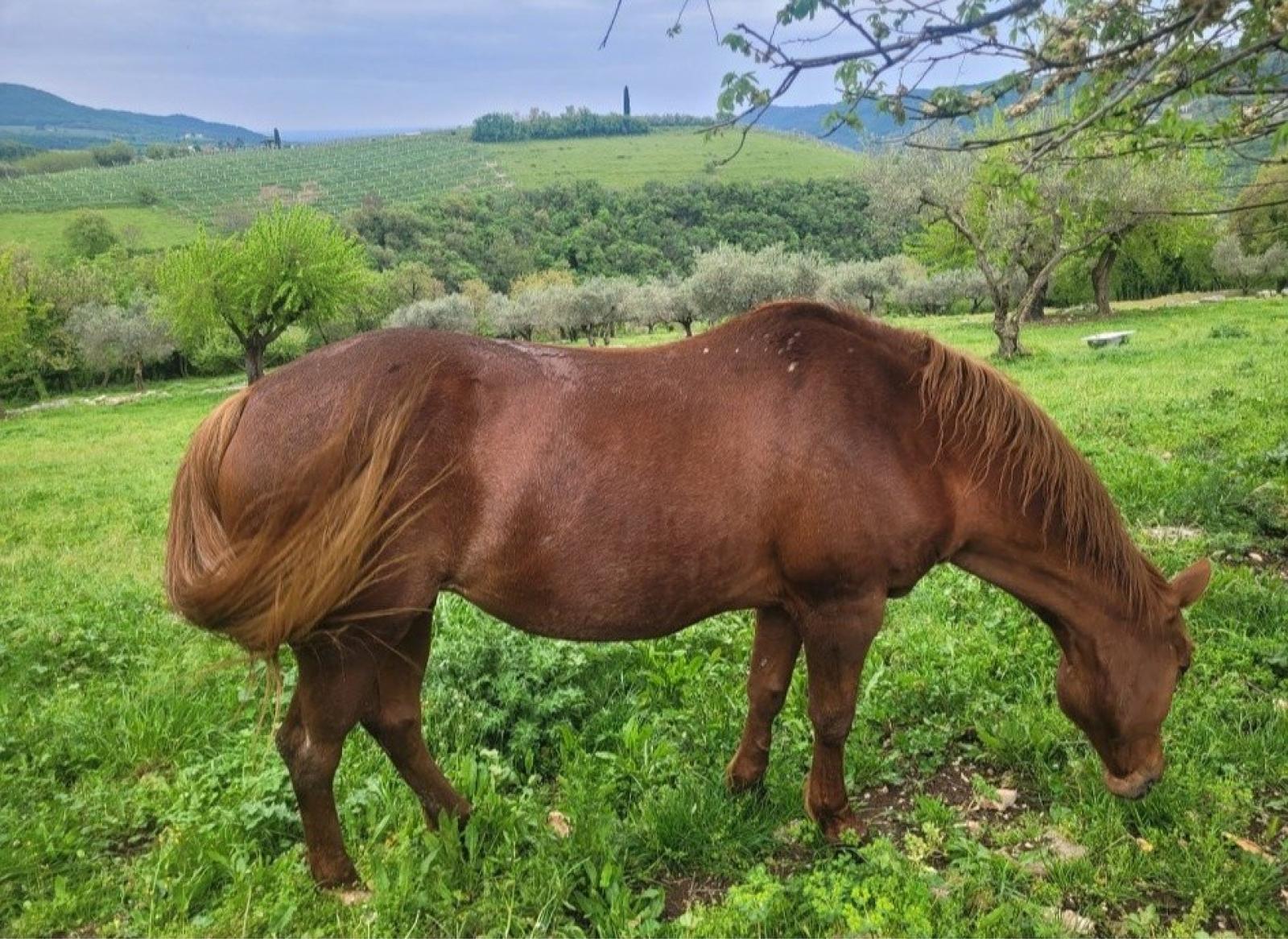 Il mistero di Gilda: la cavalla scomparsa che unisce una comunit&agrave;