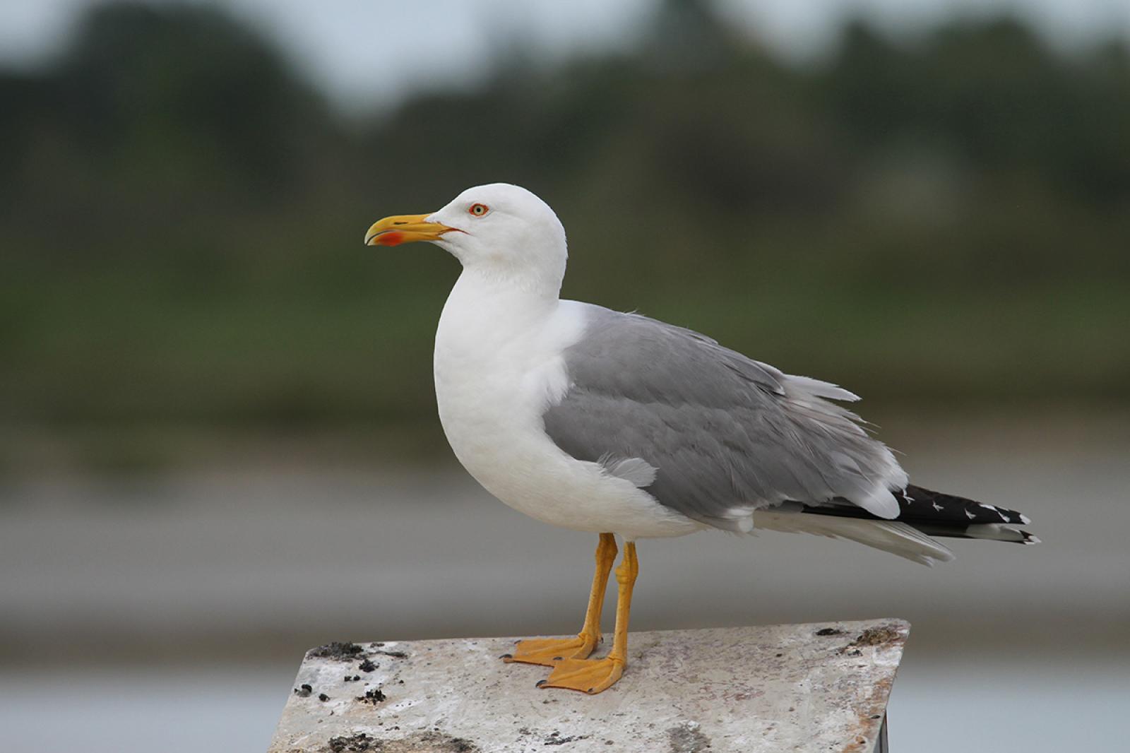 Gabbiani a Venezia: tra natura e convivenza urbana