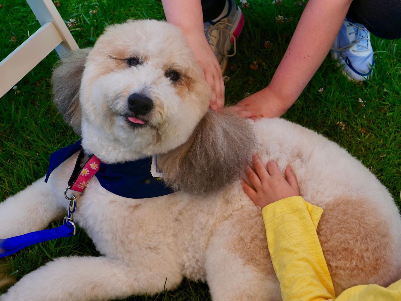 pet therapy e inglese: l'esame innovativo della scuola Cavanis di Possagno