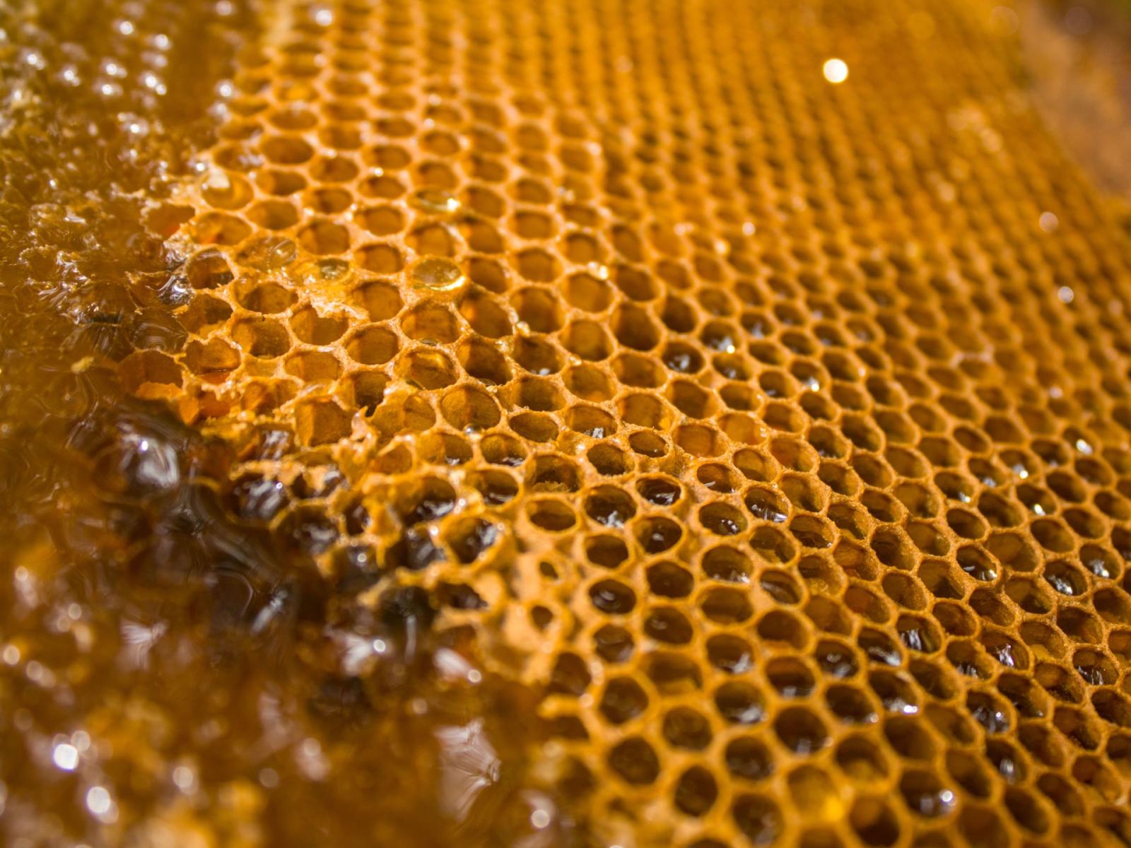 Il Consorzio di tutela del miele riceve il riconoscimento  ufficiale dal Ministero dell'Agricoltura