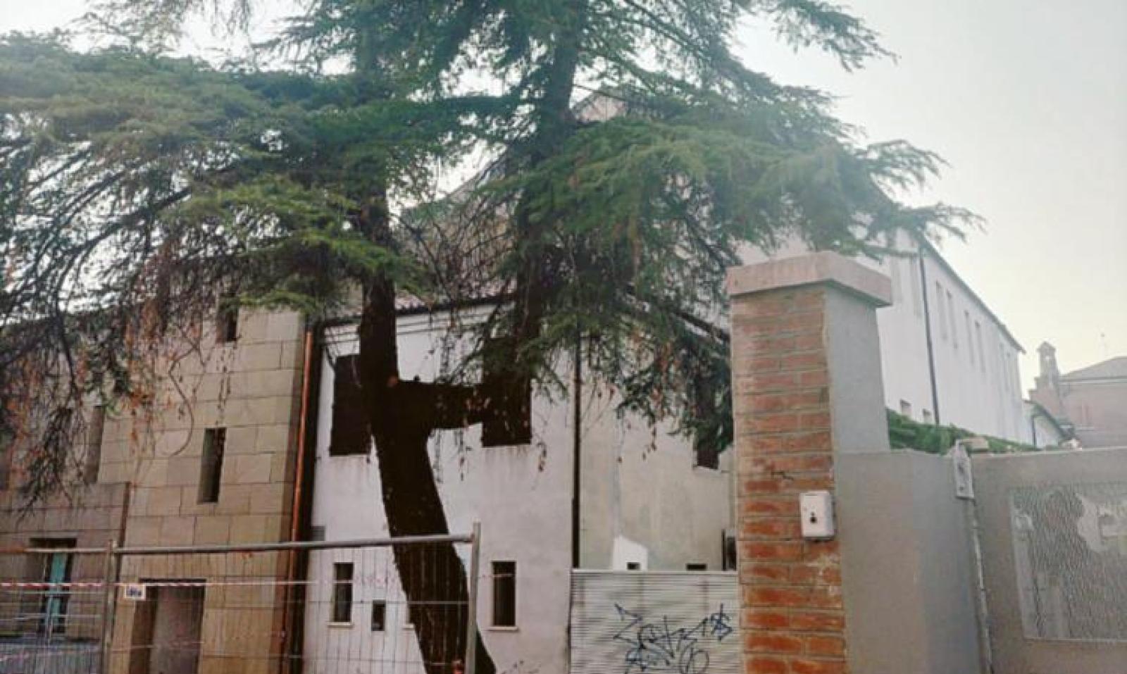 Alberi, un giro di abbattimenti gi&ugrave; anche il cedro di via Pighin