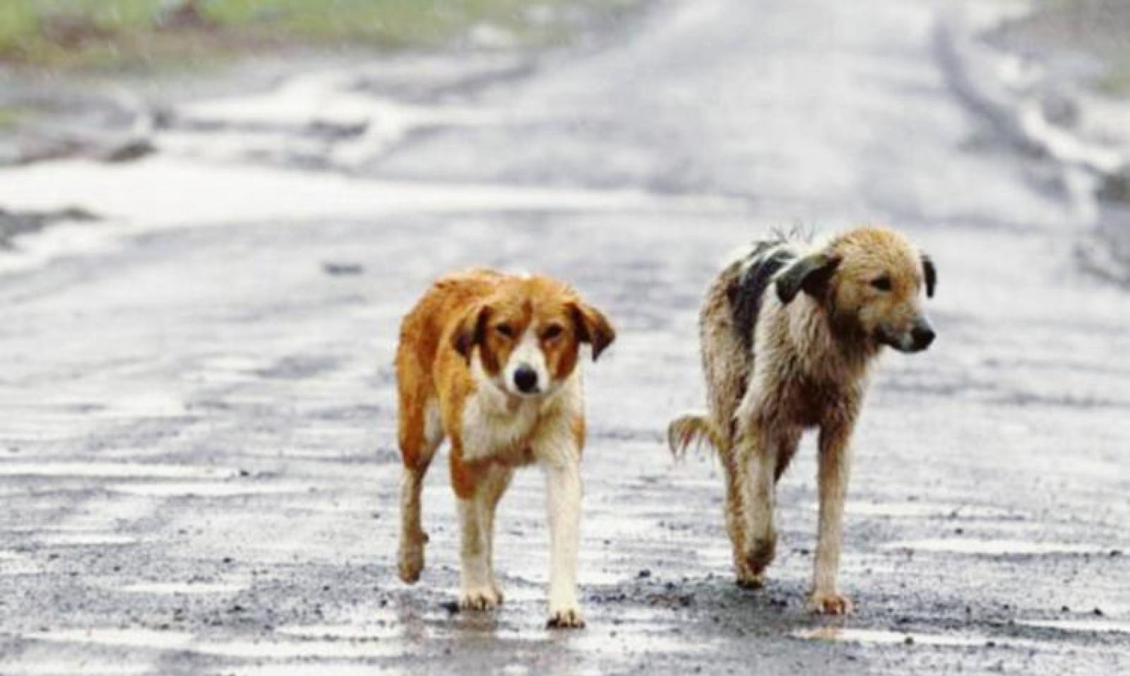 Lotta al randagismo, risorse all&rsquo;Ulss