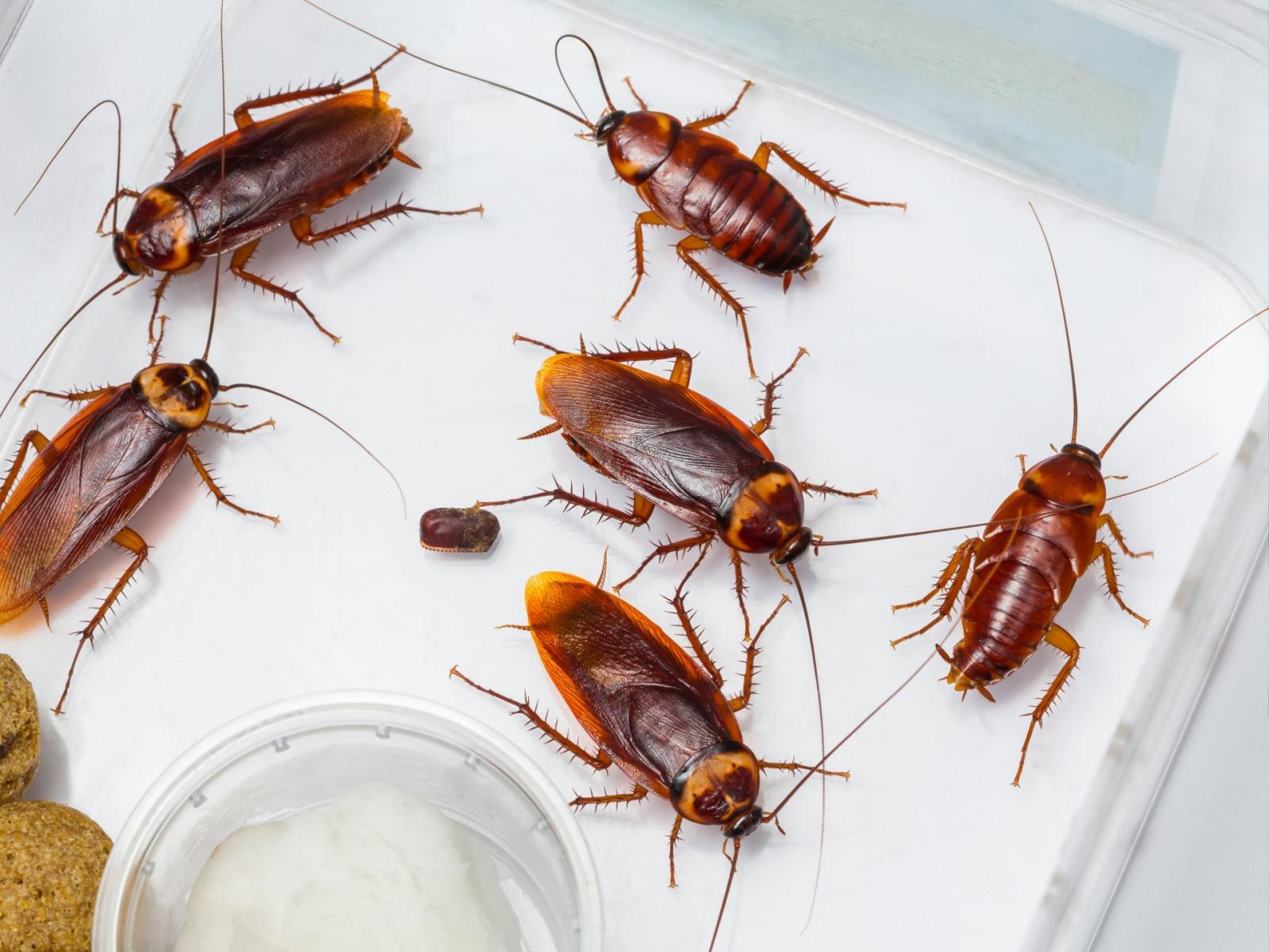 Roma invasa dalle blatte volanti: un segnale del cambiamento climatico?