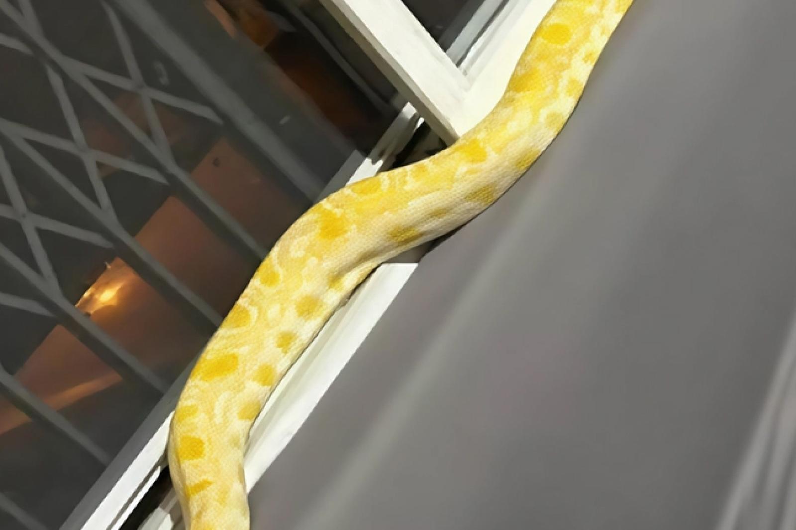 Paura e polemiche a XII Morelli: il pitone in fuga e il dibattito sulla detenzione di animali esotici