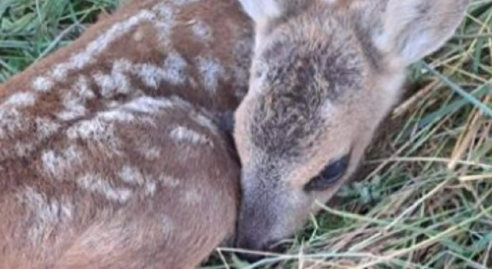 Tragedia a Belluno: il cucciolo di capriolo Bambi e la polemica sui soccorsi