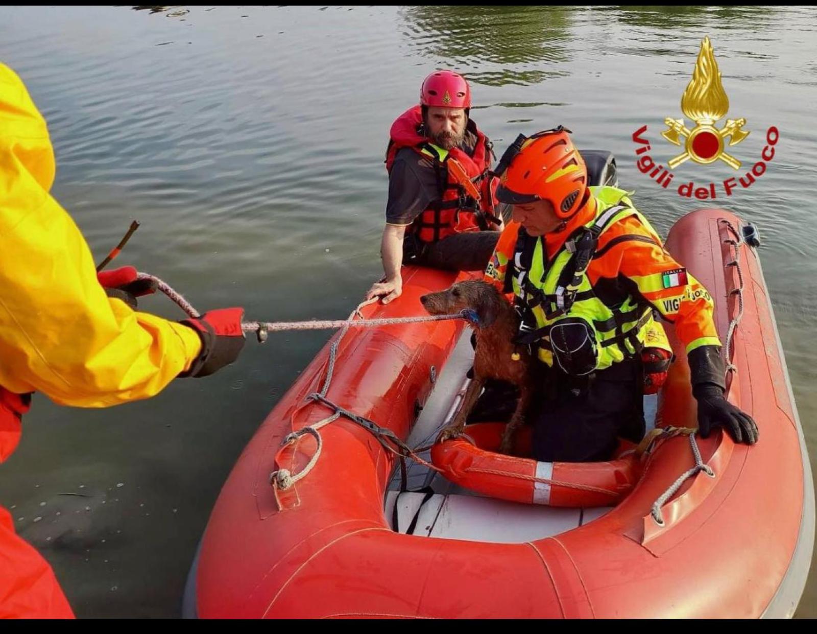 Eroico salvataggio a Noventa Padovana: Rocky, il cane avventuroso, torna a casa sano e salvo