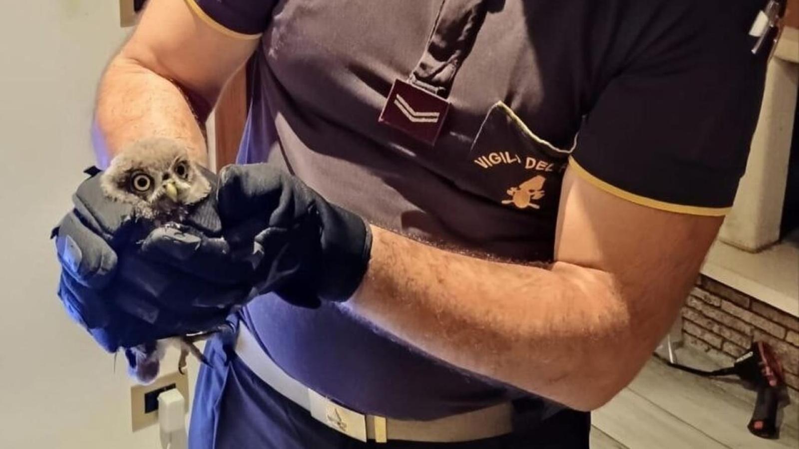 Civetta intrappolata nel camino: un salvataggio straordinario a Creazzo