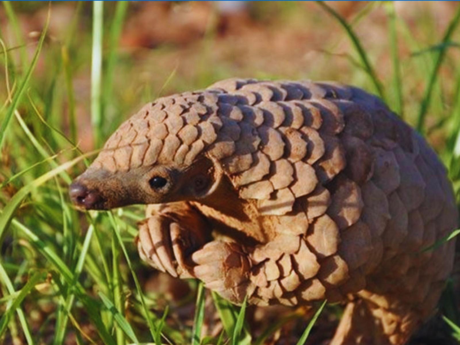 Gli Stati Uniti valutano la protezione del pangolino per combattere il bracconaggio