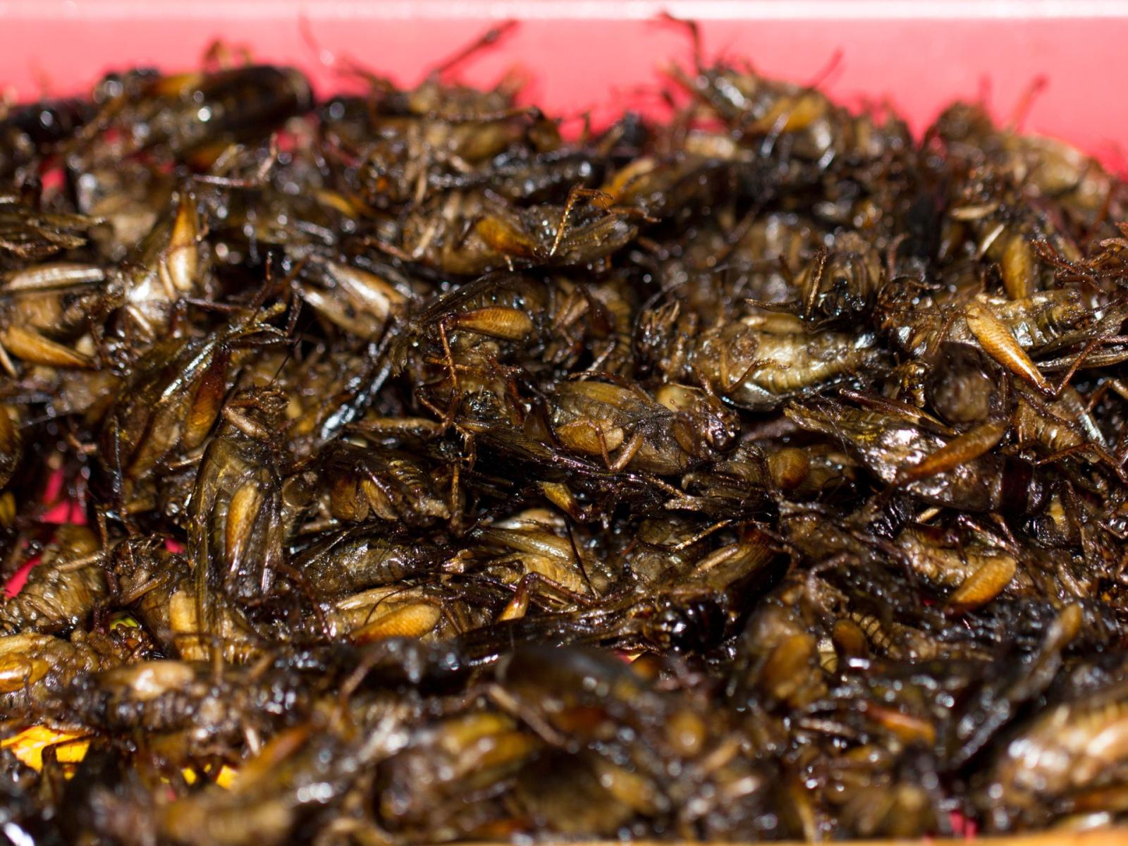 La sfida degli insetti a tavola: un futuro sostenibile o un fallimento culturale?