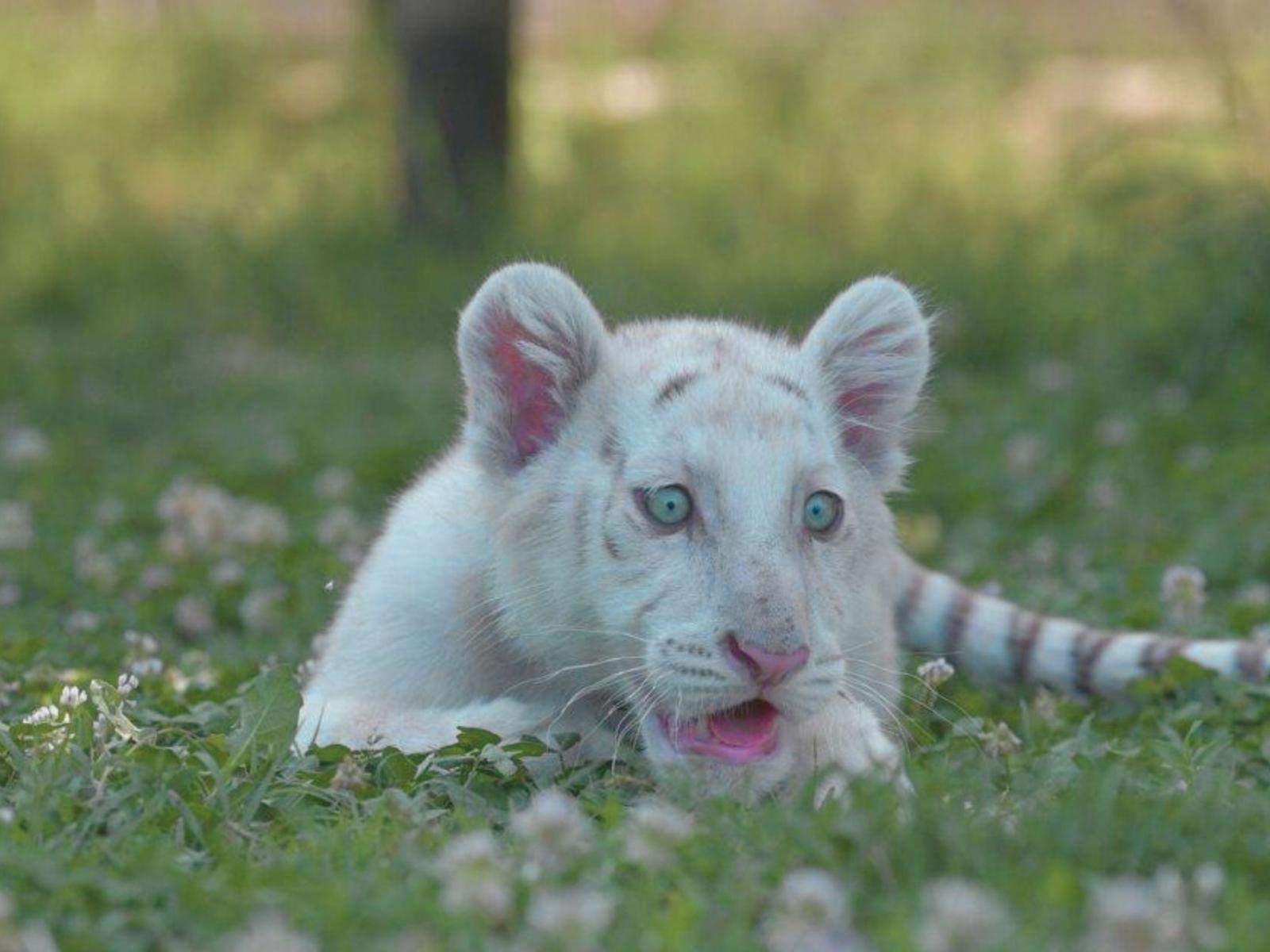 Sitarra, la prima tigre bianca femmina d'Italia: un simbolo di speranza e conservazione