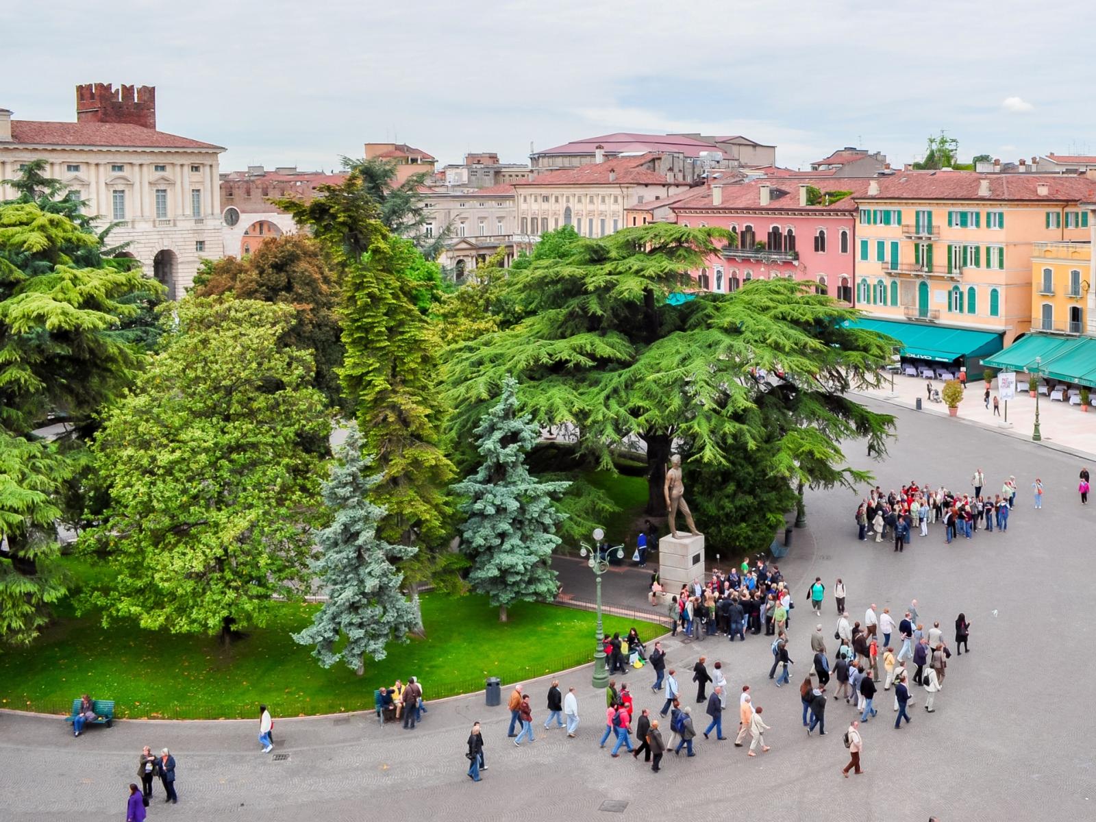 Il destino del cedro secolare di piazza Bra: un salto nel tempo tra storia e natura