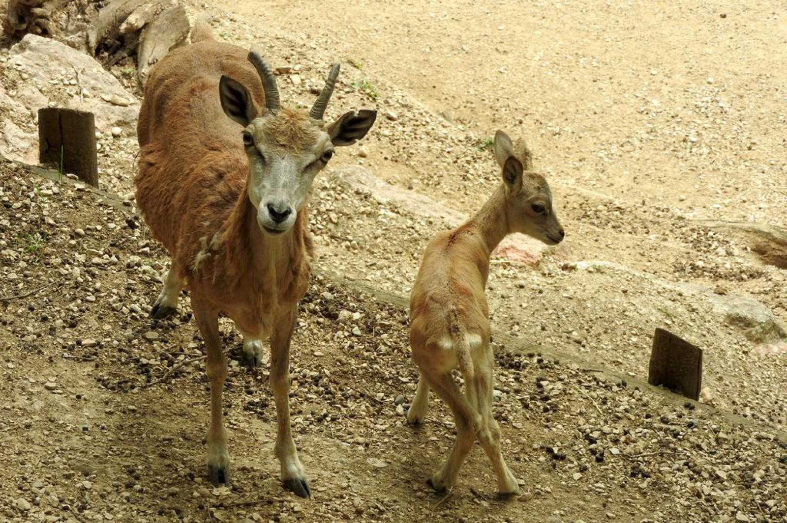 Due nuovi urial al Parco Natura Viva: un segnale di speranza per una specie a rischio