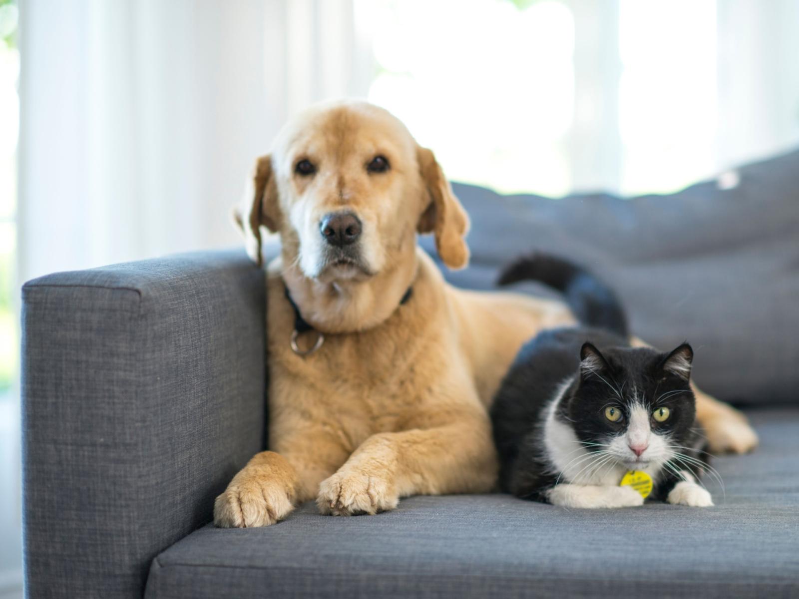 Permesso retribuito per la perdita di animali domestici: una proposta che unisce il Parlamento