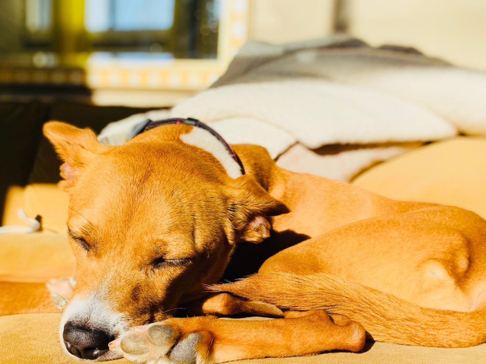 Proteggere i nostri amici a quattro zampe dal caldo: strategie e consigli essenziali