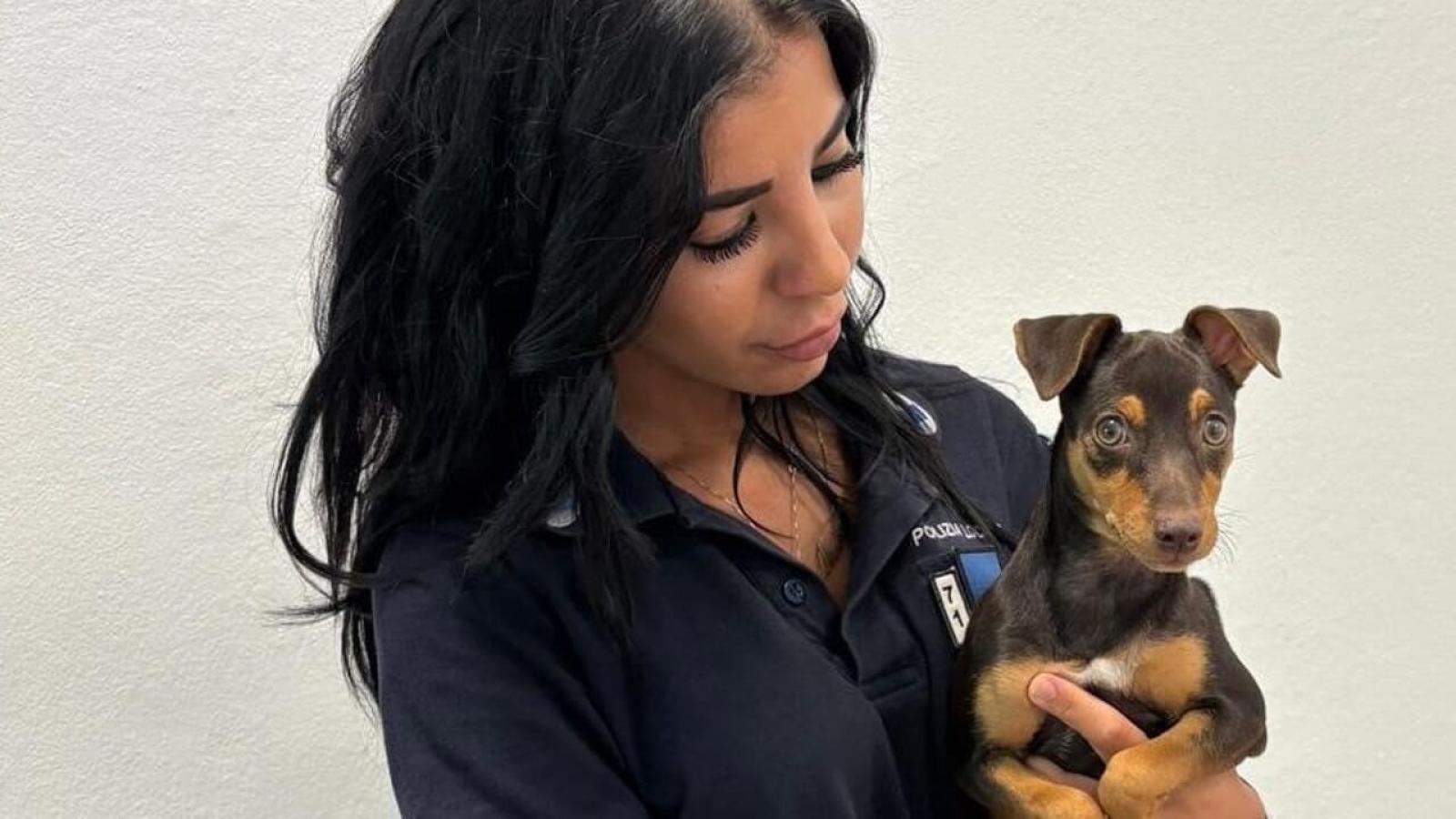 Una cagnetta abbandonata a Poggio Renatico: la comunit&agrave; si mobilita per trovare il colpevole